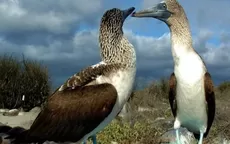 Ecuador activa plan para proteger aves de Galápagos ante influenza aviar - Noticias de Hugo García