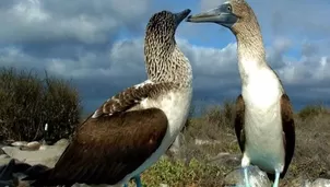 Ecuador. Influenza aviar