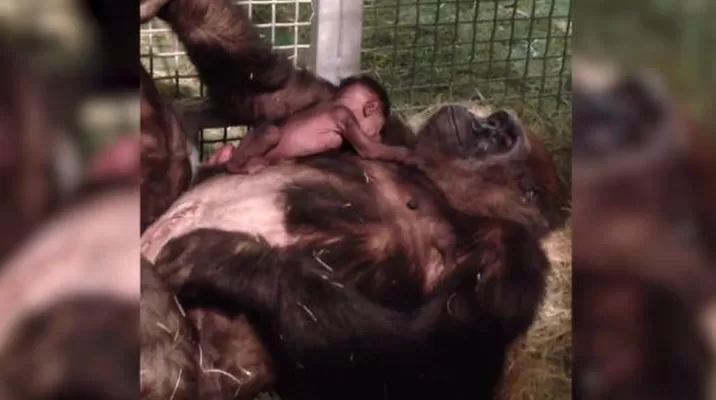 EE.UU.: Vea el tierno reencuentro de una gorila con su cría EE.UU.: Vea el tierno reencuentro de una gorila con su cría