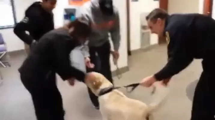 Emocionante reencuentro de un perro con sus dueños tras estar perdido 17 meses Emocionante reencuentro de un perro con sus dueños tras estar perdido 17 meses