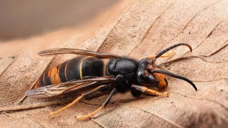 España: Avispa asiática mata a un hombre. Foto: Flickr / Gilles San Martin