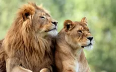 España: Cuatro leones de un zoológico se contagiaron de coronavirus - Noticias de zoologico