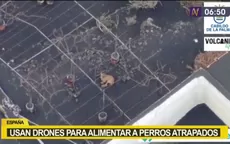 España: Usan drones para alimentar a perros atrapados por lava del volcán de La Palma  - Noticias de volcan