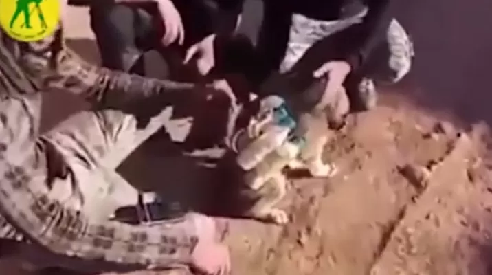 Colocan bombas en la espalda de un cachorro. (Vía: Infobae) Colocan bombas en la espalda de un cachorro. (Vía: Infobae)