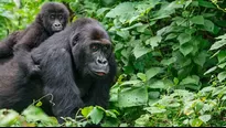 Estados Unidos: Dos gorilas de un zoológico dan positivo al COVID-19. Foto: iStock referencial