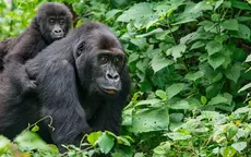 Estados Unidos: Dos gorilas de un zoológico dan positivo al COVID-19 - Noticias de zoologico