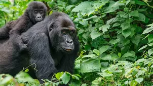 Estados Unidos: Dos gorilas de un zoológico dan positivo al COVID-19. Foto: iStock referencial