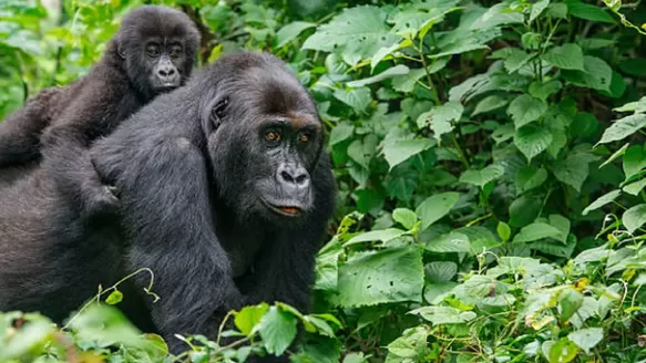 Estados Unidos: Dos gorilas de un zoológico dan positivo al COVID-19. Foto: iStock referencial