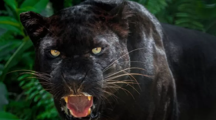 Estados Unidos: Hombre paga por permanecer un rato a solas con leopardo y acaba mutilado. Foto: iStock referencial Estados Unidos: Hombre paga por permanecer un rato a solas con leopardo y acaba mutilado. Foto: iStock referencial