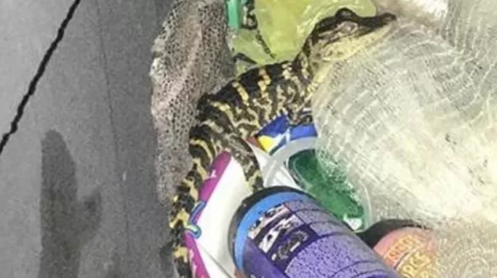 Estados Unidos: mujer saca caimán de su pantalón tras ser detenida por la Policía. Foto: Charlotte County Sheriff's Office Estados Unidos: mujer saca caimán de su pantalón tras ser detenida por la Policía. Foto: Charlotte County Sheriff's Office