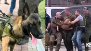 Estados Unidos: Perro policía fue baleado tras ubicar a criminal