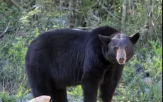 Estados Unidos: tres muertos y ocho heridos en accidente generado por un oso - Noticias de oso-anteojos