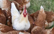 Europa vive la gripe aviar "más devastadora" de su historia - Noticias de influenza-aviar