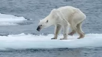  Esta osa polar desnutrida alarmó a la fotógrafa Kerstin Langenberger