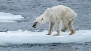  Esta osa polar desnutrida alarmó a la fotógrafa Kerstin Langenberger