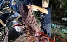Filipinas: ballena muere de hambre por tener 40 kg de plástico en su estómago - Noticias de ballena-jorobada