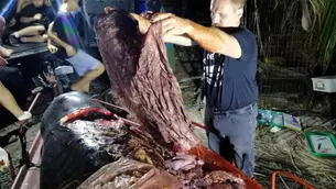 Ballena muri&oacute; de hambre con 40 kg de desechos de pl&aacute;stico en el est&oacute;mago luego de terminar varada en Filipinas. Foto: AFP