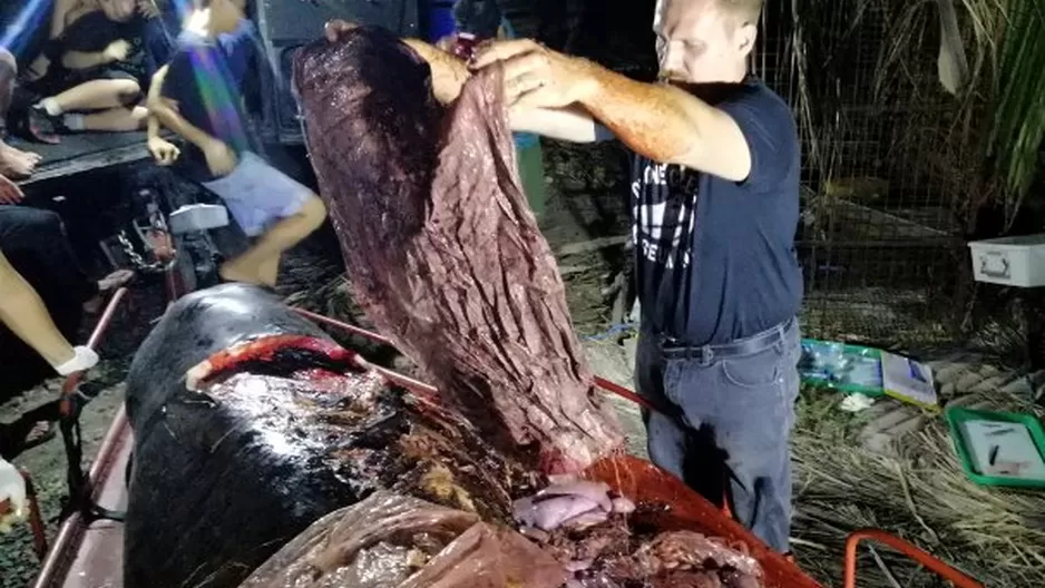 Ballena muri&oacute; de hambre con 40 kg de desechos de pl&aacute;stico en el est&oacute;mago luego de terminar varada en Filipinas. Foto: AFP