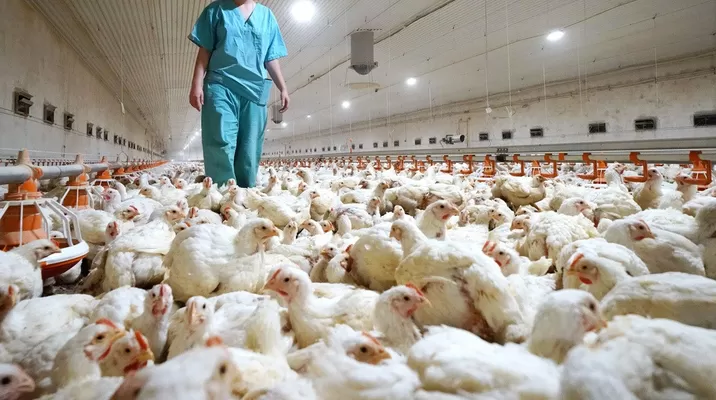 Francia sacrifica 16 millones de aves por epidemia de gripe aviar en el país. Fuente: AFP Francia sacrifica 16 millones de aves por epidemia de gripe aviar en el país. Fuente: AFP