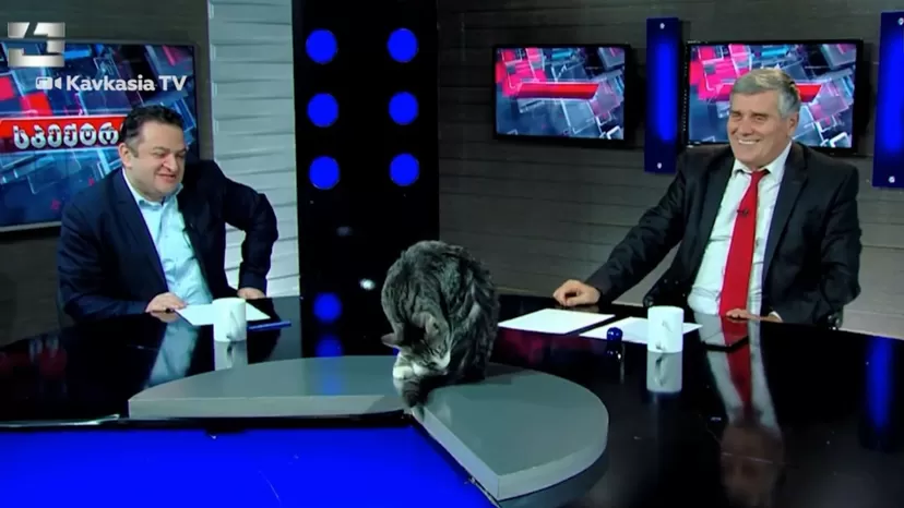 Georgia: Un gato interrumpió un programa de televisión