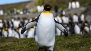 Hallan en la Antártida fósiles de pingüino gigante de hace 35 millones de años. Foto: Shutterstock/referencial