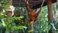 El bebé orangután. Foto y video: AFP