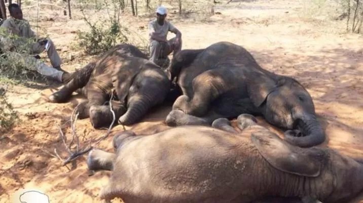 (Foto: Facebook/Elephants Without Borders) (Foto: Facebook/Elephants Without Borders)