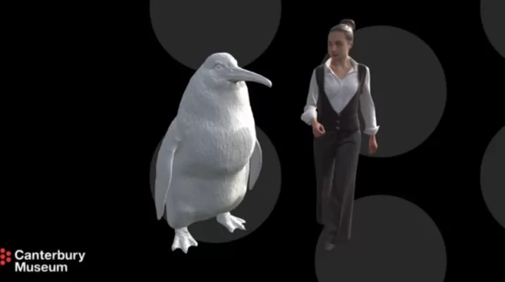Restos de un pingüino de un tamaño cercano al de un humano adulto han sido hallados en la Isla Sur de Nueva Zelanda. Foto: CANTERBURY MUSEUM Restos de un pingüino de un tamaño cercano al de un humano adulto han sido hallados en la Isla Sur de Nueva Zelanda. Foto: CANTERBURY MUSEUM