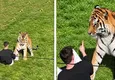 Hombre muere devorado por un tigre en zoológico