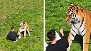 Hombre muere devorado por un tigre en zoológico / X
