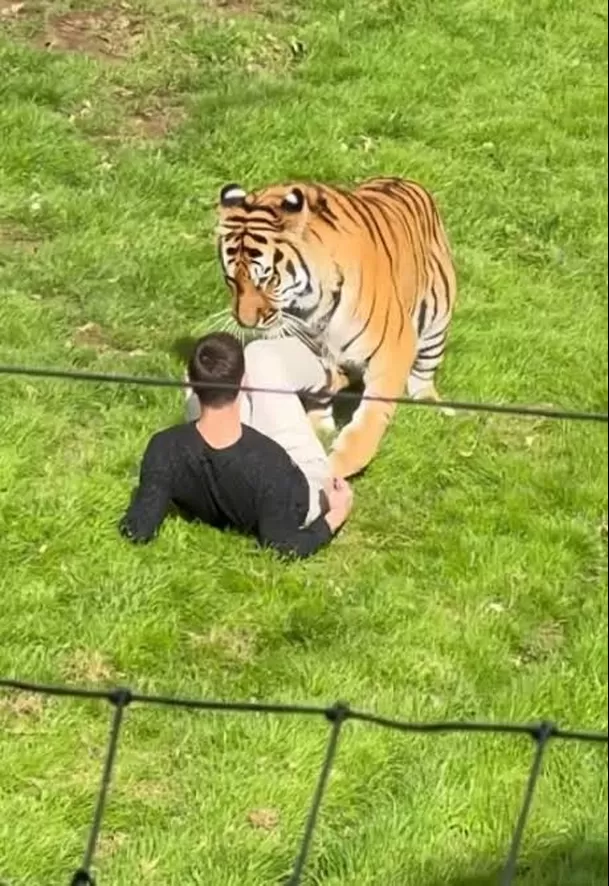 Hombre muere devorado por un tigre en zoológico / TikTok @newsbuzzuk