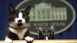 Socks, el gato de la familia Clinton