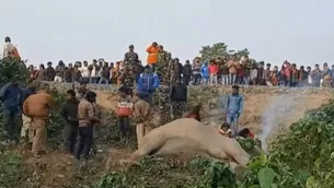 Dos elefantes mueren atropellados por un tren en India. Foto y video: AFP