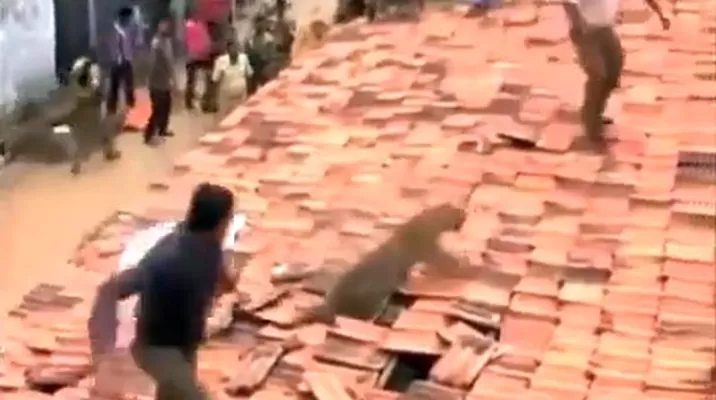 India: Un leopardo llegó a un pueblo por comida y sembró el pánico India: Un leopardo llegó a un pueblo por comida y sembró el pánico