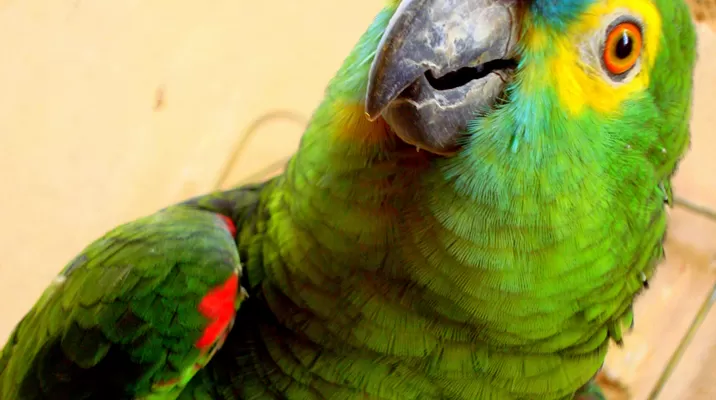 Loro declaró junto a su dueña y se resolvió dejarlo en libertad. Loro declaró junto a su dueña y se resolvió dejarlo en libertad.