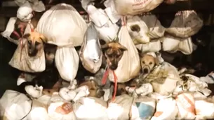 Cientos de perros fueron hallados en costales y amarrados en Indonesia - Foto y video: América Noticias