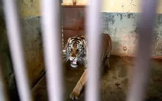 Indonesia: Dos tigres de Sumatra se contagiaron de COVID-19 en un zoológico - Noticias de zoologico