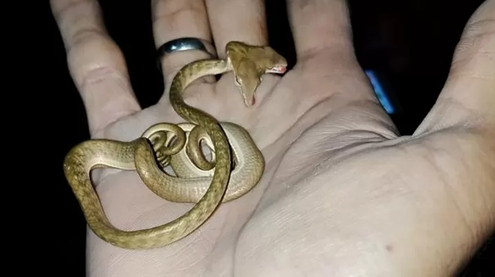 Indonesia: hallan una serpiente con dos cabezas en Bali. Foto: AFP Indonesia: hallan una serpiente con dos cabezas en Bali. Foto: AFP