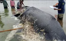 Indonesia: hallan ballena muerta con más de 1000 objetos de plástico en su estómago - Noticias de ballena-jorobada