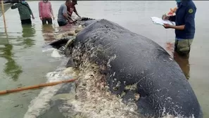 El cad&aacute;ver de la ballena fue descubierto con casi 6 kilogramos de pl&aacute;stico en una isla de Indonesia. (Foto: WTF/Video: Canal N)