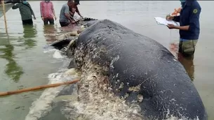 El cad&aacute;ver de la ballena fue descubierto con casi 6 kilogramos de pl&aacute;stico en una isla de Indonesia. (Foto: WTF/Video: Canal N)