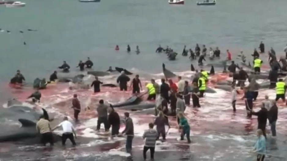 El rito es una tradici&oacute;n desde que sus antepasados realizaban una cacer&iacute;a de cet&aacute;ceos de esta forma para estar preparados para superar el duro invierno de Europa. (Foto: Captura)