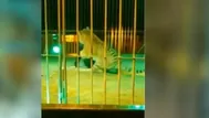 Italia: tigre atacó a domador en un circo