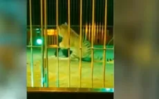 Italia: tigre atacó a domador en un circo - Noticias de Gerard Piqué