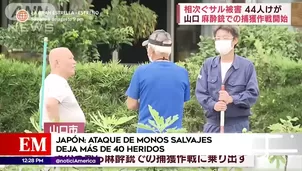 Ataque de monos en Japón. América Noticias