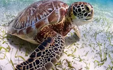 Japón: Pescador apuñaló a decenas de tortugas marinas en peligro de extinción  - Noticias de japon