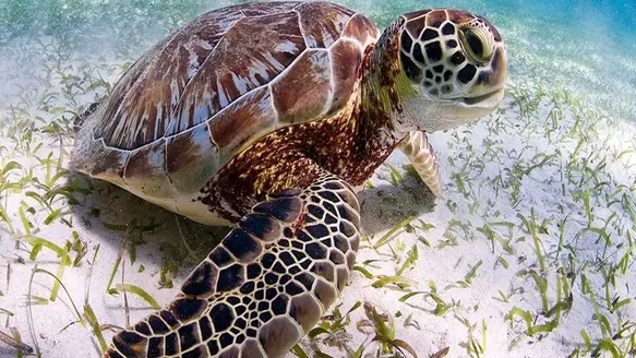 Japón: Decenas de tortugas marinas protegidas mueren apuñaladas 