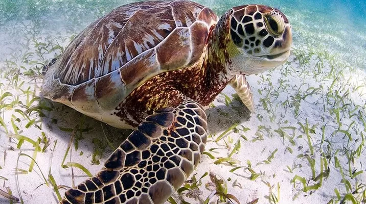 Japón: Decenas de tortugas marinas protegidas mueren apuñaladas Japón: Decenas de tortugas marinas protegidas mueren apuñaladas