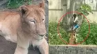 Joven de 19 años muere tras ataque de leona en zoológico