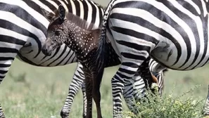 Kenia: captan a cebra bebé que tiene puntos en lugar de rayas. Foto: @witosafaris